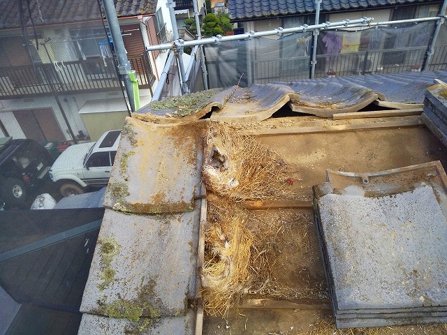 鳥の巣が多い屋根